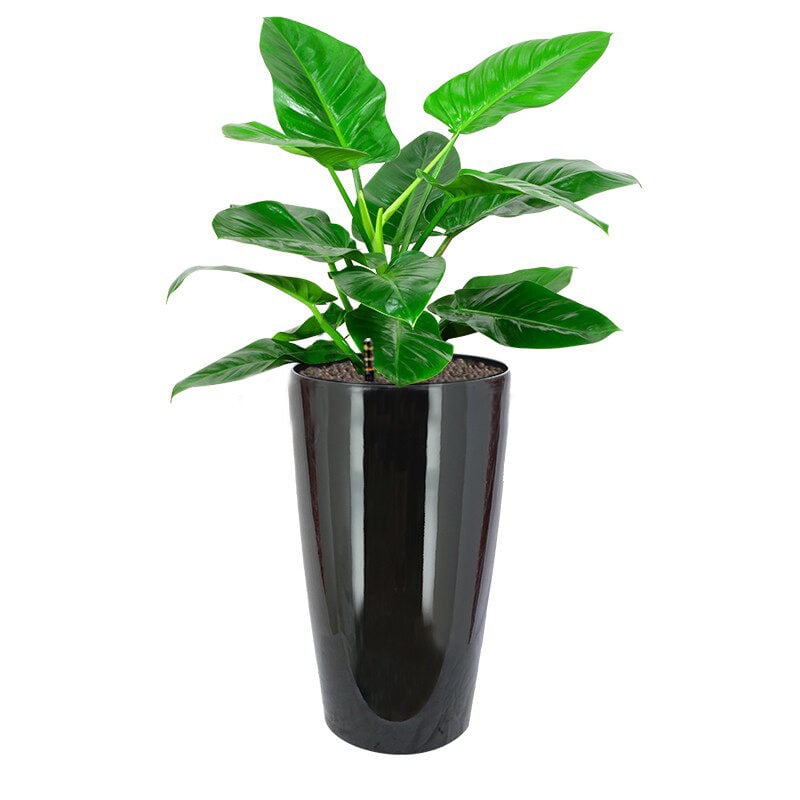 Philodendron 'Imperial Green' In Hg-3301 Pot (Ø33Cmxh57Cm)