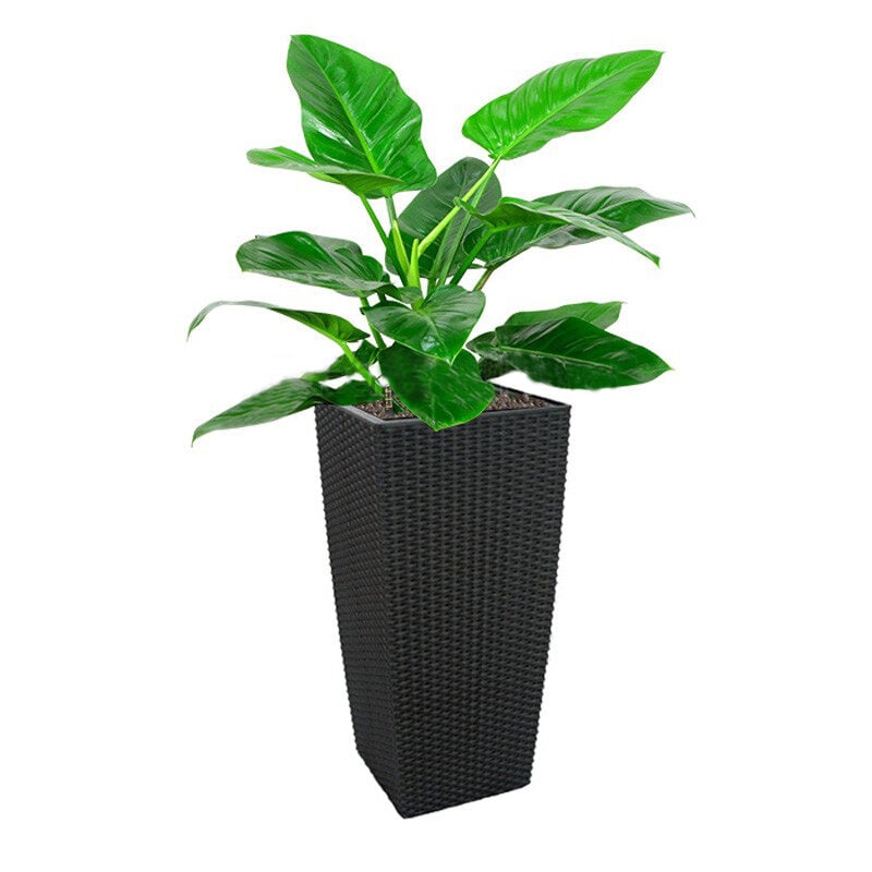 Philodendron 'Imperial Green' In Tb-04 Pot (L28Cmxw28Cmxh55Cm)