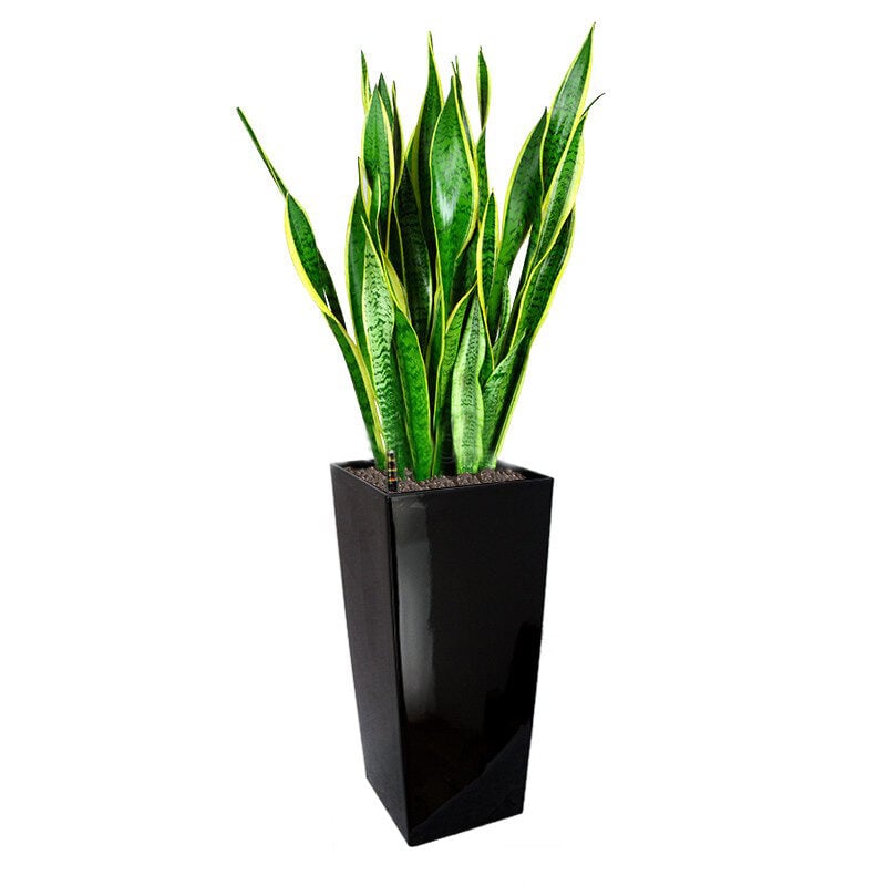 Sansevieria T. Laurentii In Gq4 Pot (L28Cmxw28Cmxh55Cm)