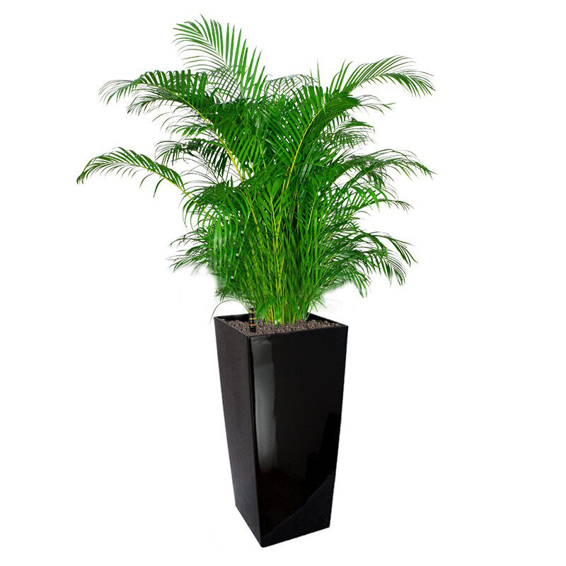 Yellow Palm In Gq4 Pot (L28Cmxw28Cmxh55Cm)