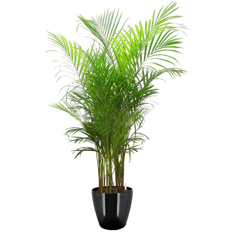 Yellow Palm In Hg-3102 Pot (Ø28Cmxh26Cm)