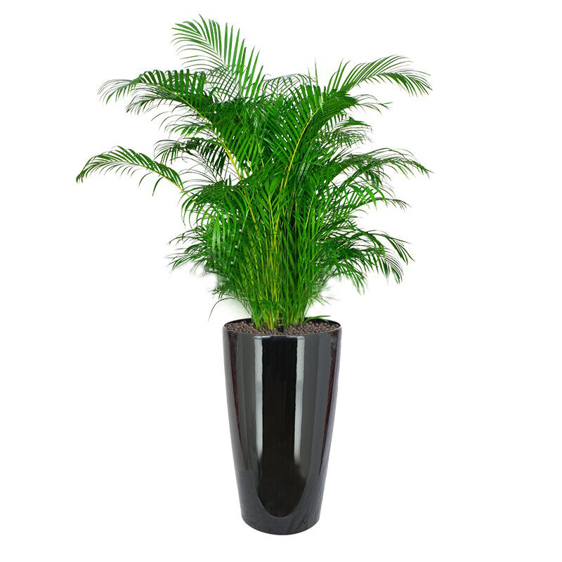 Yellow Palm In Hg-3301 Pot (Ø33Cmxh57Cm)