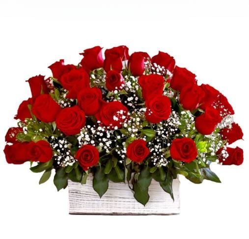 Special Arrangement with 50 roses and Gypsophila