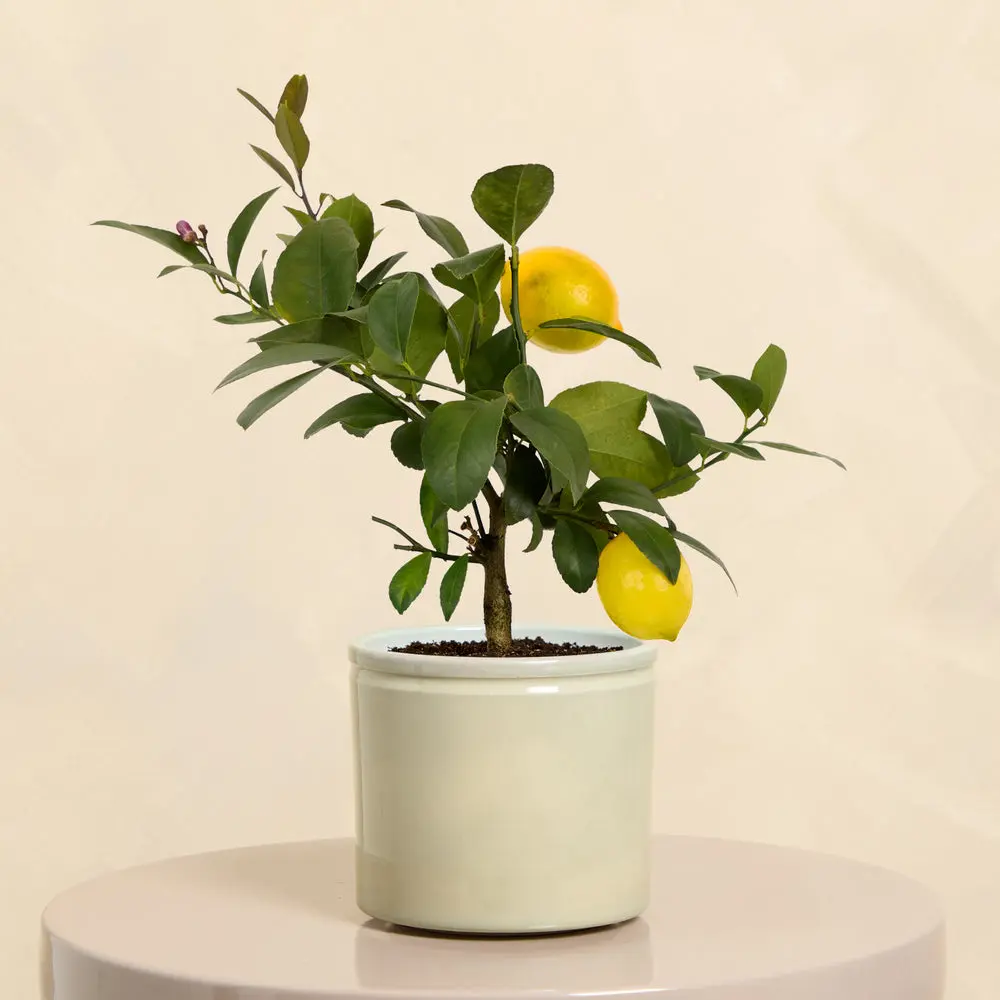 Mini Lemon Tree with Pot