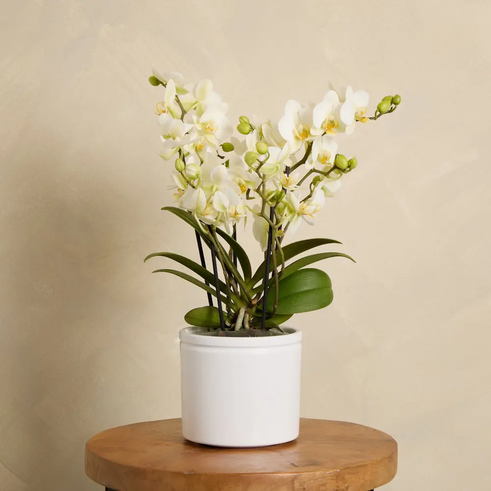 Orchid Boquetto 'Sensation' with Pot