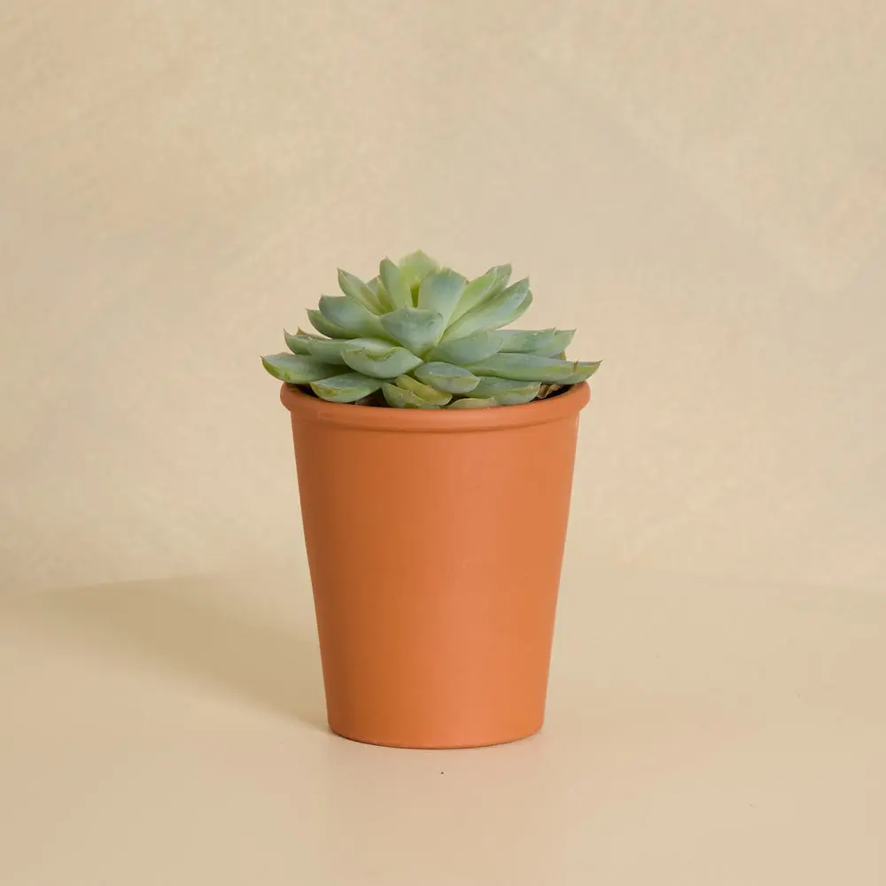 Organic Succulent with Pot