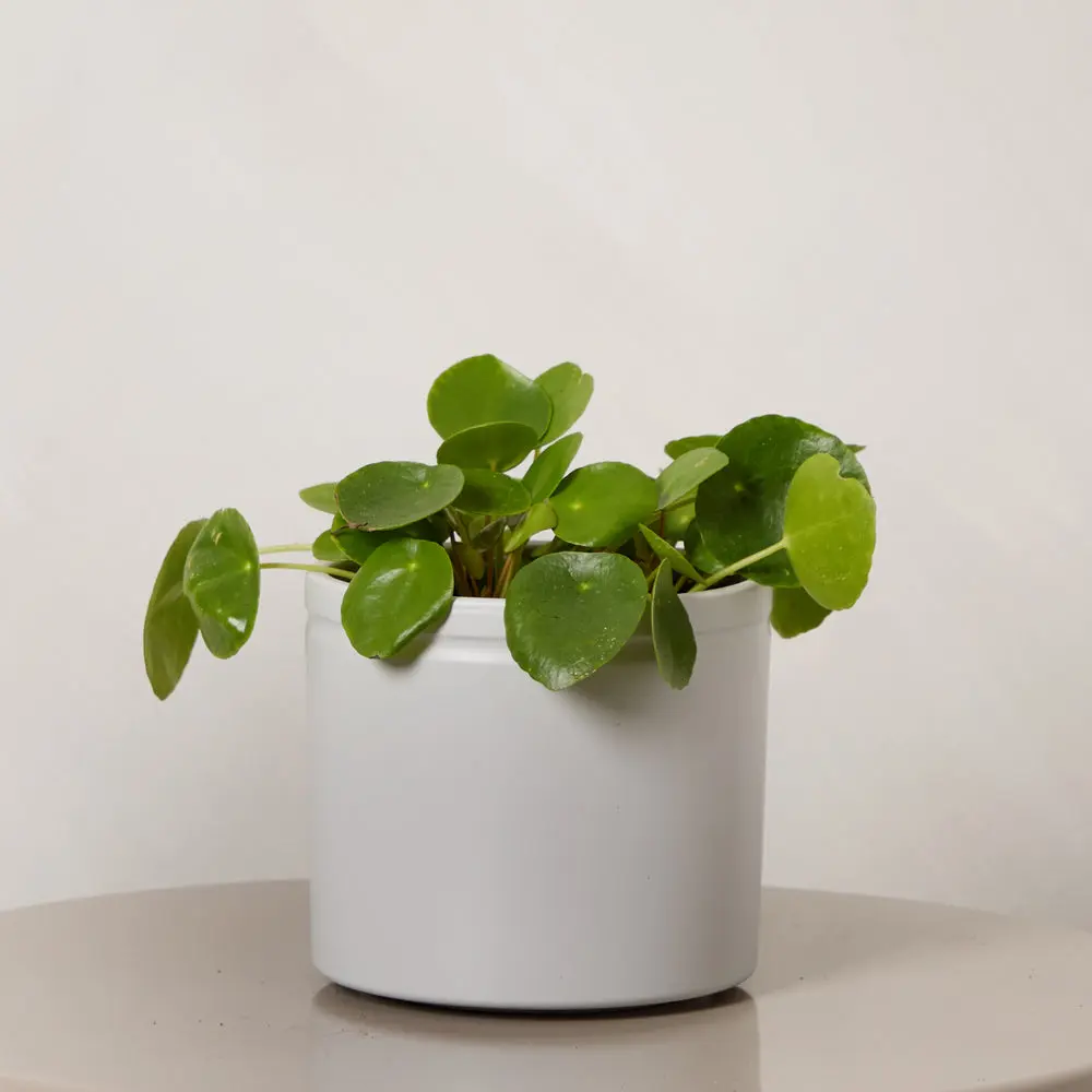 Chinese Money Plant with Pot