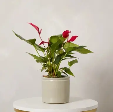 Red Flamingo Flower Plant with Pot