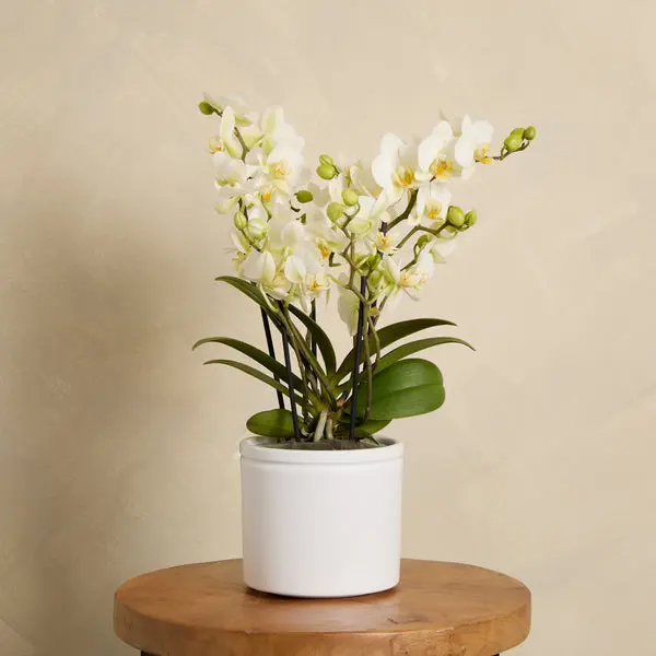 Orchid Boquetto ‘Sensation’ with Pot