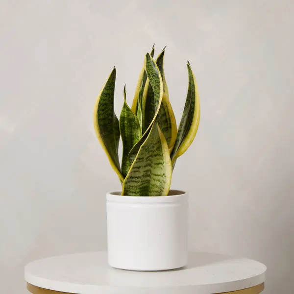 Snake Plant with Pot