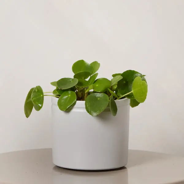 Chinese Money Plant with Pot