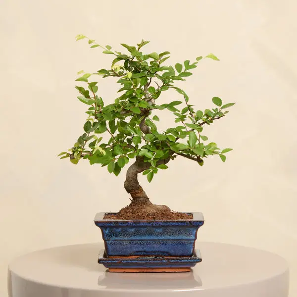 Bonsai Tree