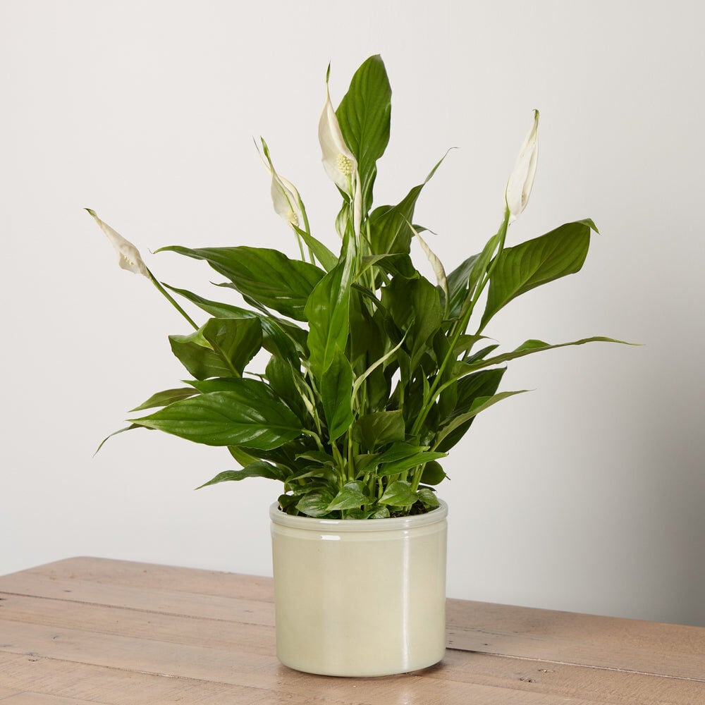 Peace Lily with Pot