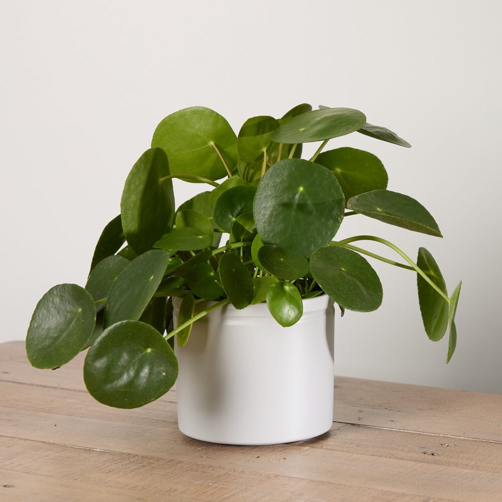 Chinese Money Plant with Pot