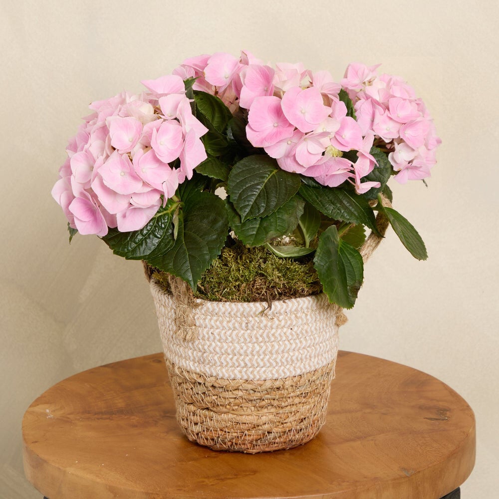 Pink Hydrangea Plant