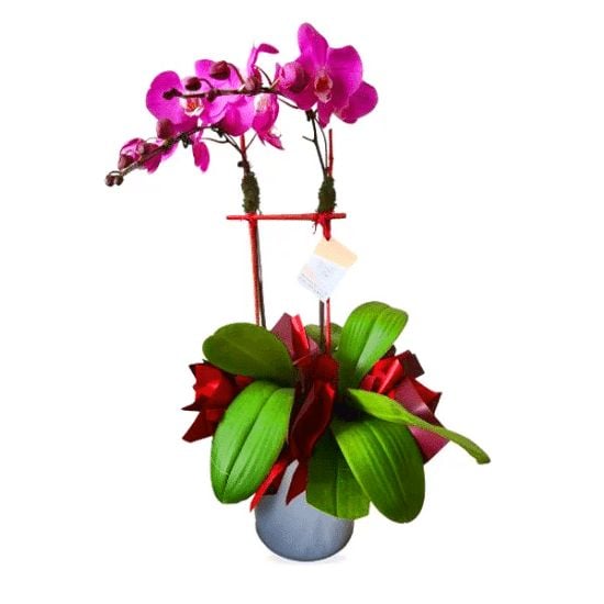 Spring Beauties - Phalaenopsis Orchid pot