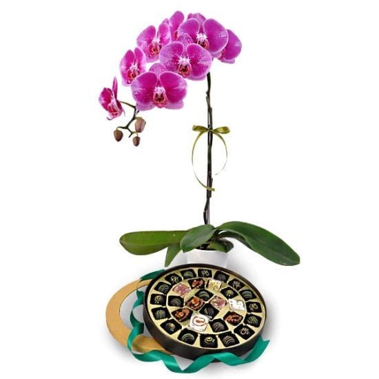 Jejarum Orchid - Flower Halal Gift