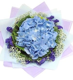 Solely Hydrangea - Flower Bouquet (Solely Hydrangea - 1 large Hydrangea Flower Bouquet)