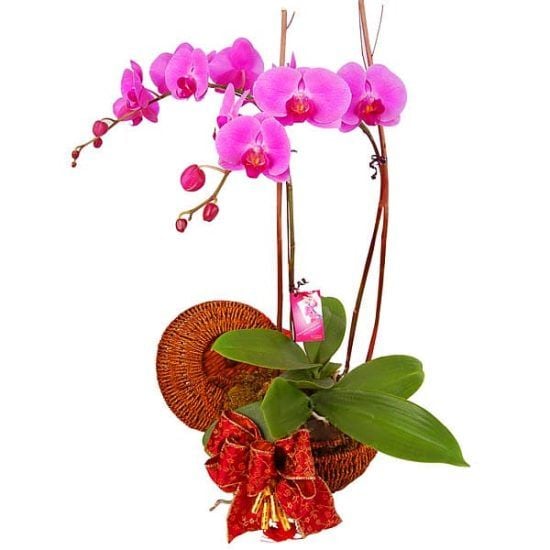 Orchid Bloom - Phalaenopsis Orchid pot