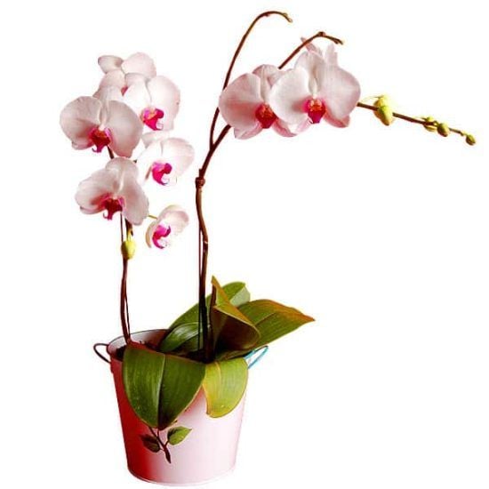 Gundy Luchia - Phalaenopsis Orchid pot