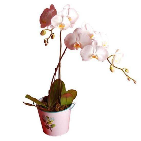 Gundy White - Phalaenopsis Orchid pot