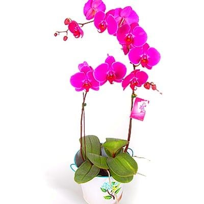 Gundy Purple - Phalaenopsis Orchid pot