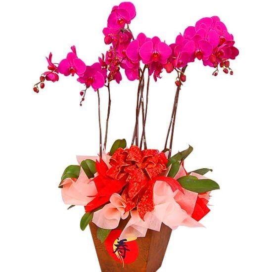 Purple Phasmir - Phalaenopsis Orchid pot