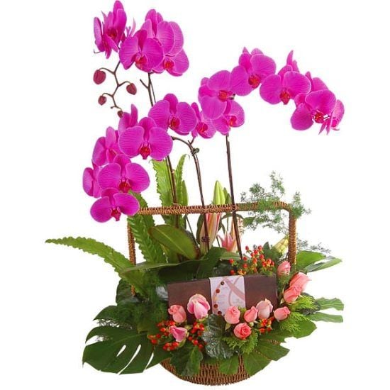 Sweet Return - Phalaenopsis Orchid Basket