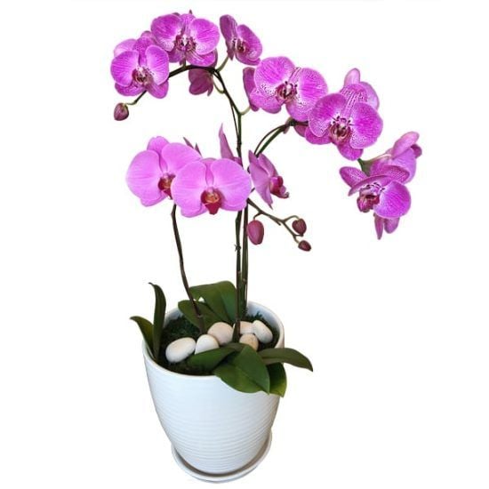 Purple Orchidee - Phalaenopsis Orchid pot
