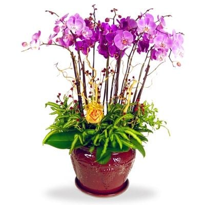 Majestic Orchidee - Phalaenopsis Orchid pot
