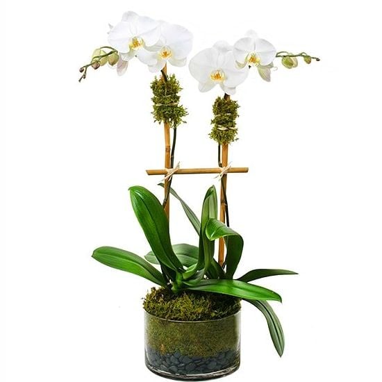 Regally Orchid - Phalaenopsis Orchid pot