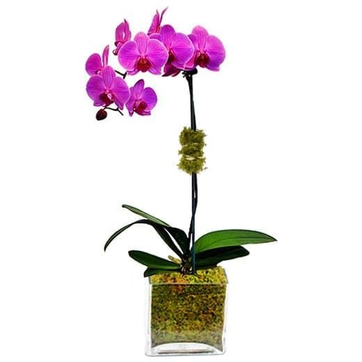 Purple Margairlin - Phalaenopsis Orchid pot