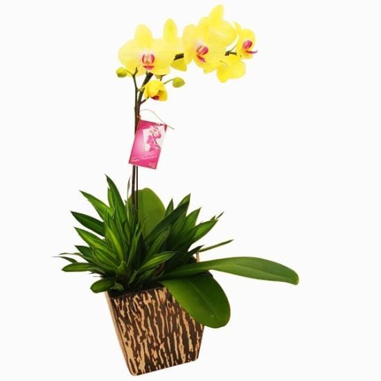 Fabulous Orchidee - Phalaenopsis Orchid Pot