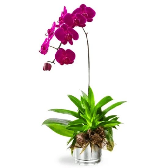 Royal Purple Phalaenopsis Orchid pot