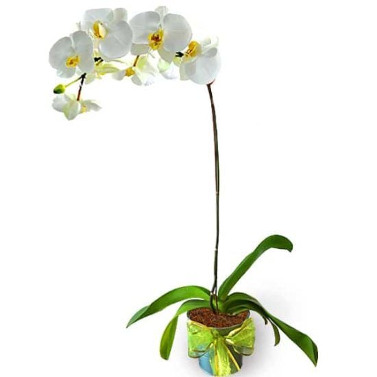 White Phalaenopsis Orchid pot