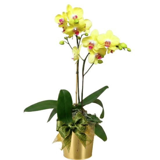Golden Elegance - Phalaenopsis Orchid pot