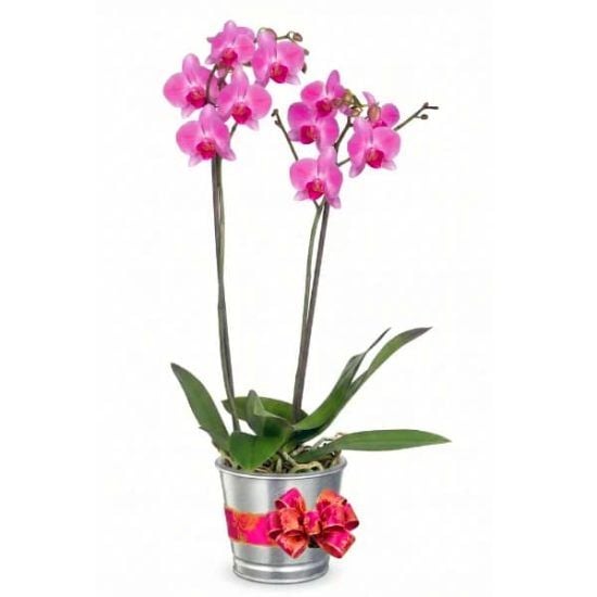 Pink Orchidee - Phalaenopsis Orchid pot