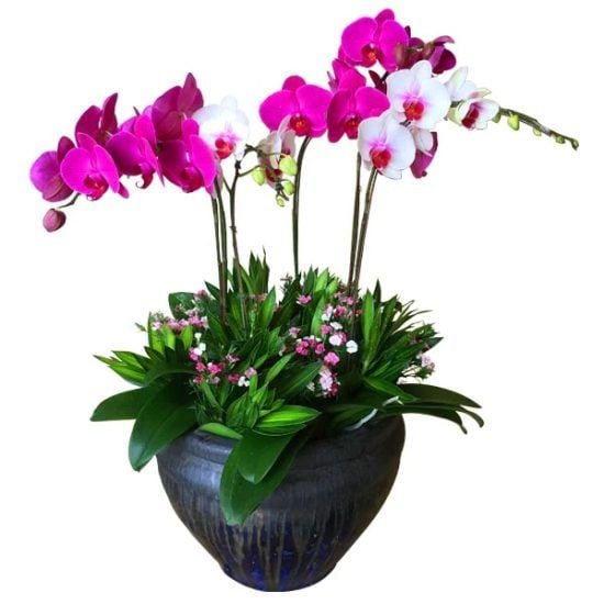Grand Orchid Garden - Majestic Phalaenopsis Orchid pot