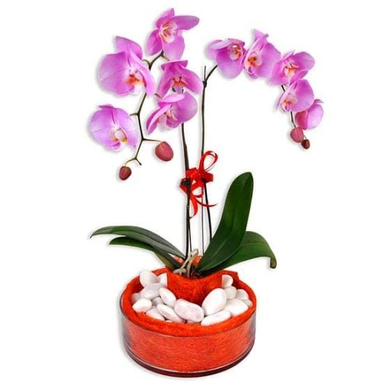 Pink Serenity - Phalaenopsis Orchid pot