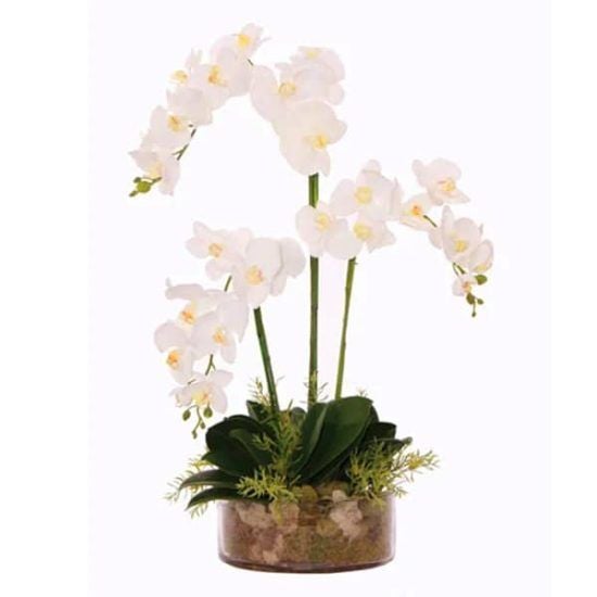Serene Ivory - Phalaenopsis Orchid pot