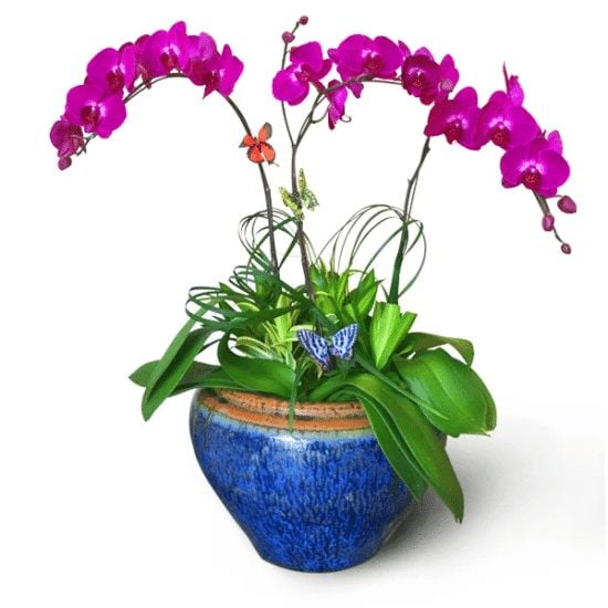 Orchid Grandeur - Phalaenopsis Orchid pot