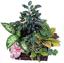 Medium Plants Set
