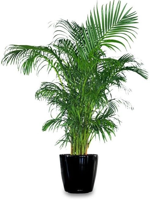 ARECA PALM