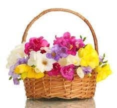 LARGE BASKET OF FREESIAS