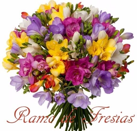 GIANT BOUQUET OF FREESIAS