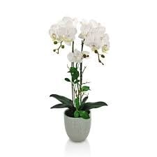 PHALEANOPSIS ORCHID PLANT 3 VARAS