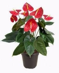 Anthurium