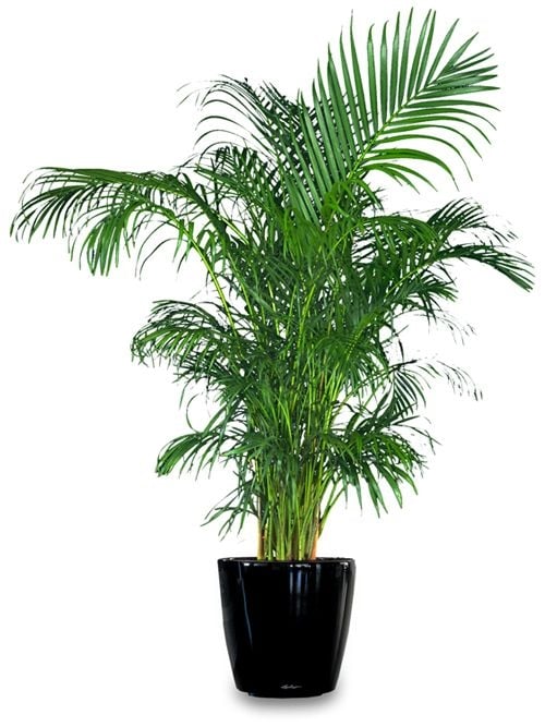 areca palm tree