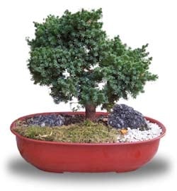 Bonsai 15 years