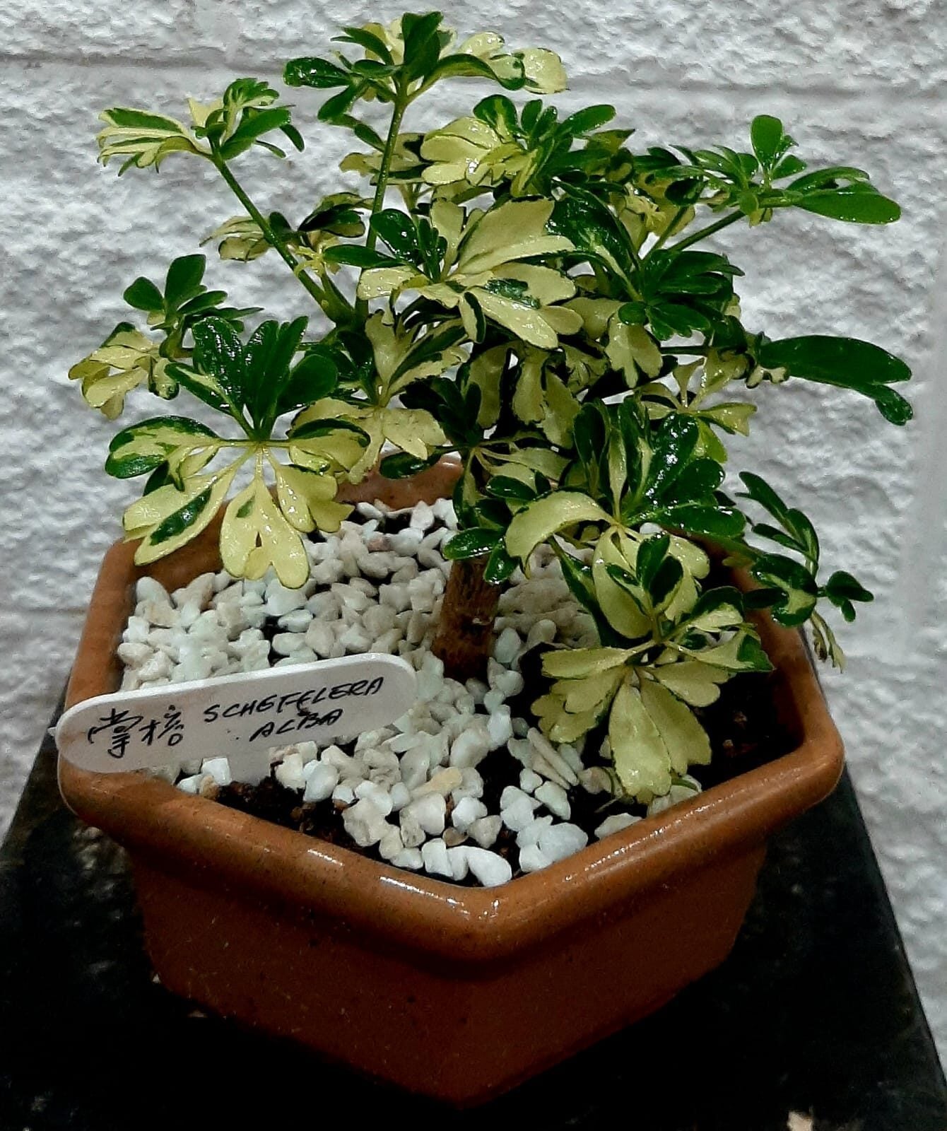 Bonsai 7 years